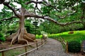 A graceful tree found in a Japanese garden